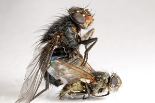 Illustration for article titled Shooting Challenge: Bugs Gallery (Part 3)